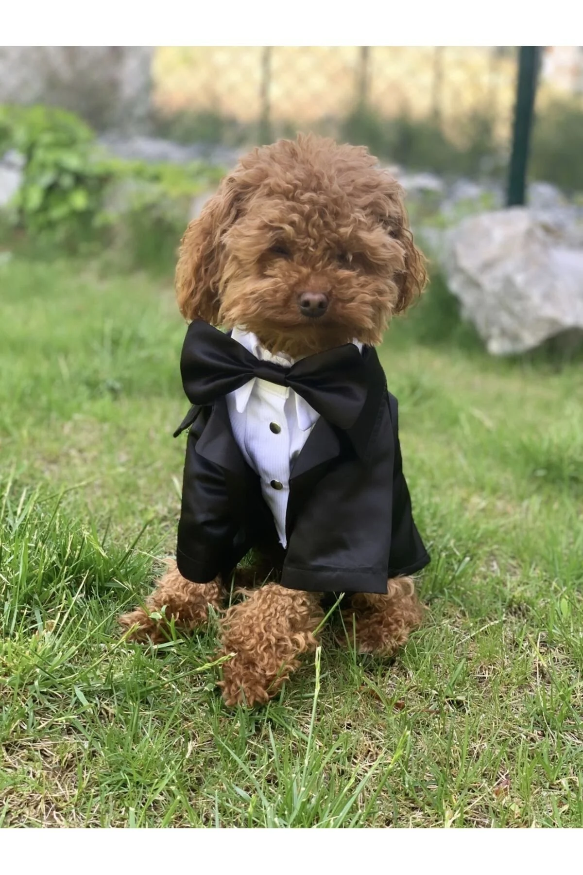 لباس سگ KEDI SMOKIN CEKET اورجینال aria pet butik