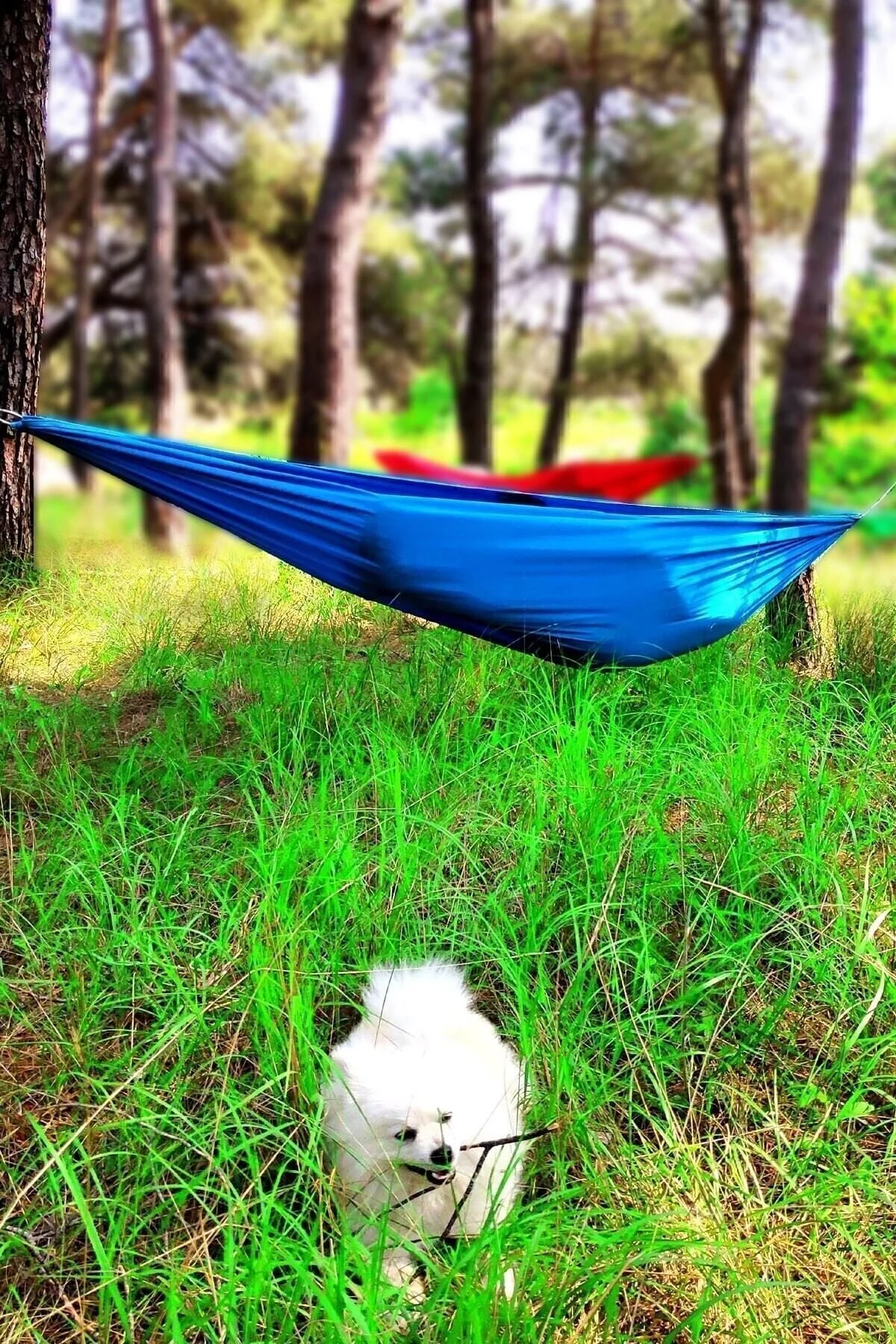 تاب و هموک آبی بازی نوسان Hammak Picnic Hamdar Garden Balcony Camp Hunter Mountaineer Hammock  Bundera