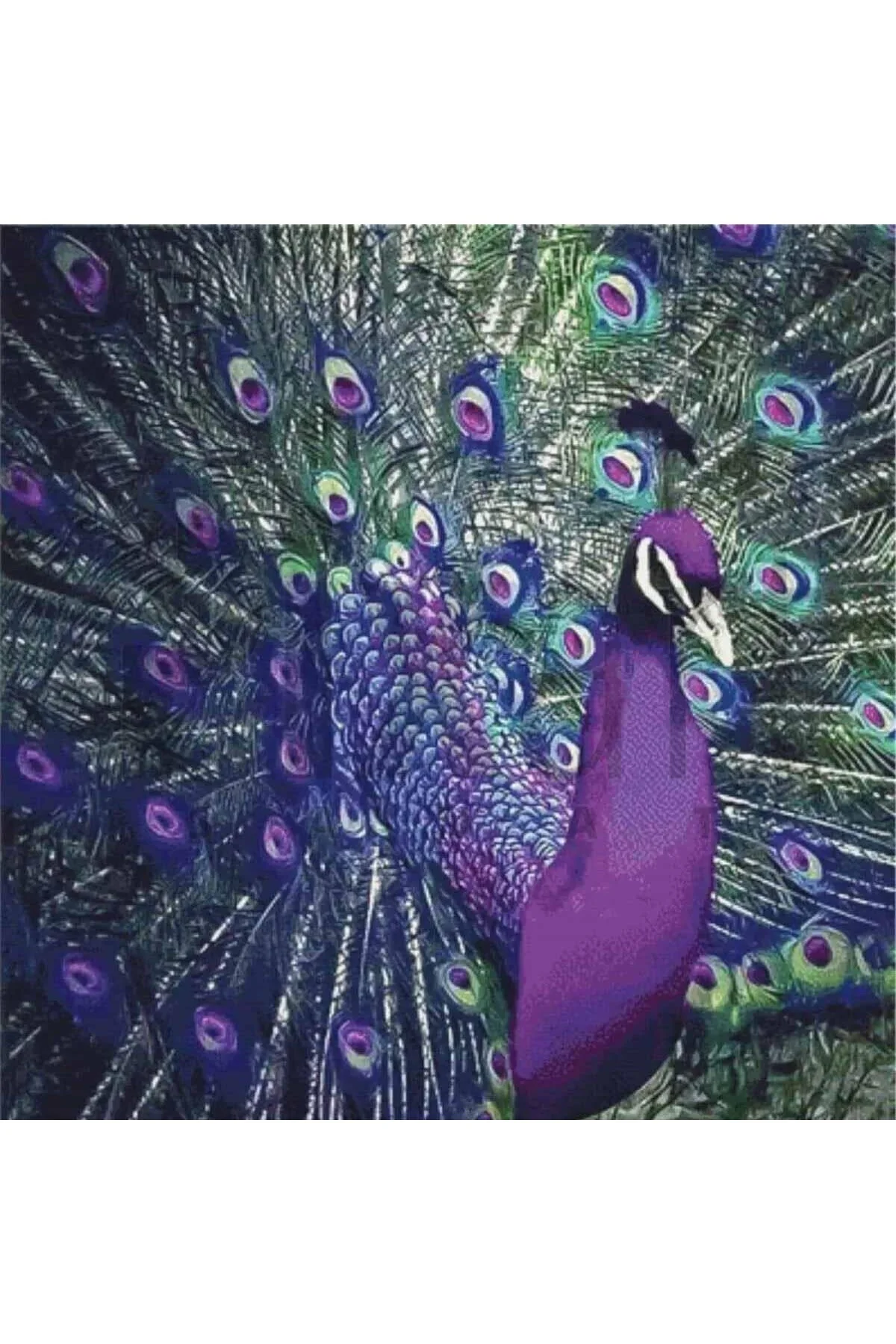 پازل سه بعدی طاووس بنفش 45X45 PIXART ART DIAMOND PAINTING TURKEY Genel Markalar