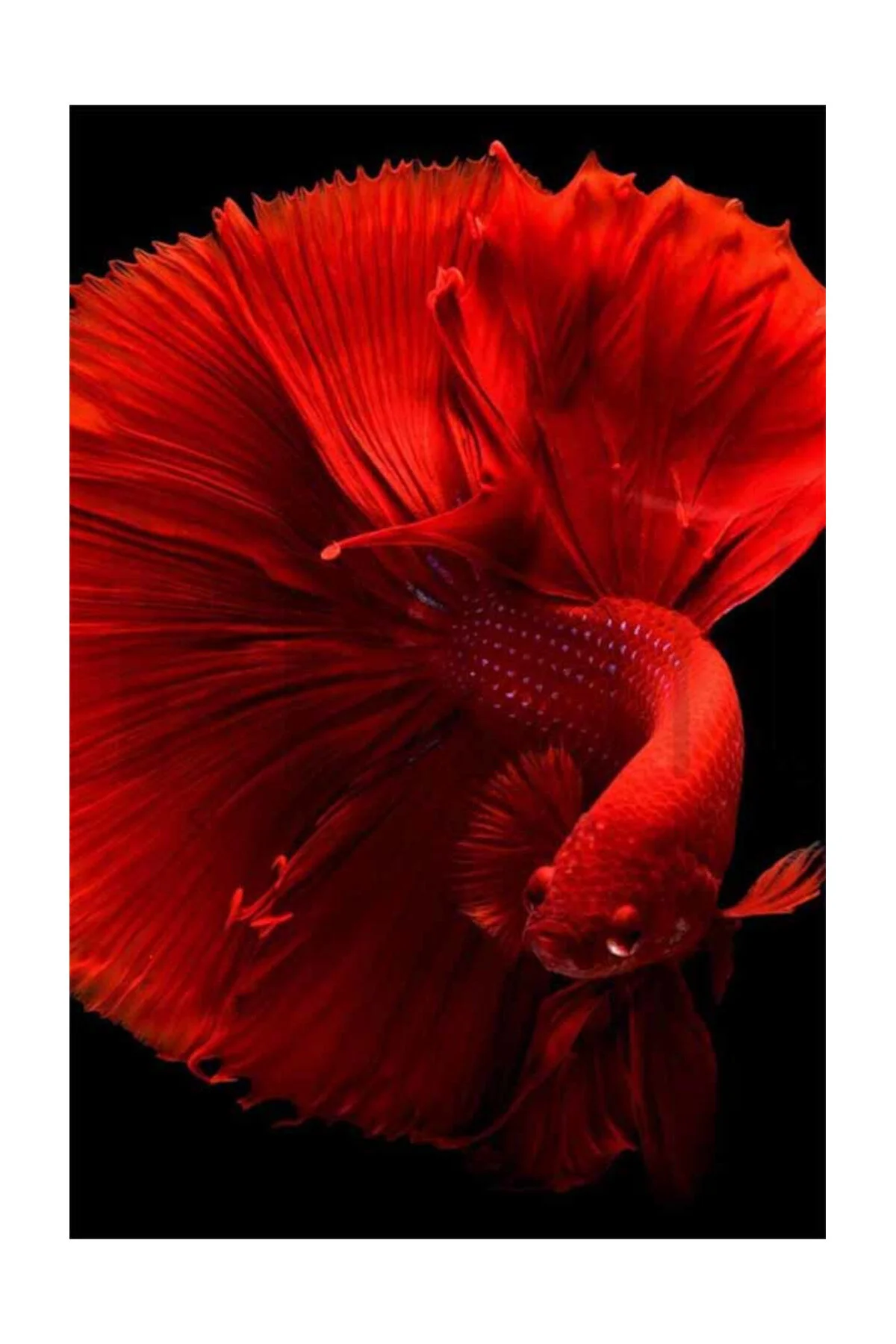 پازل سه بعدی RED BETTA FISH PIXART ART DIAMOND PAINTING 40 60 pixartsanat