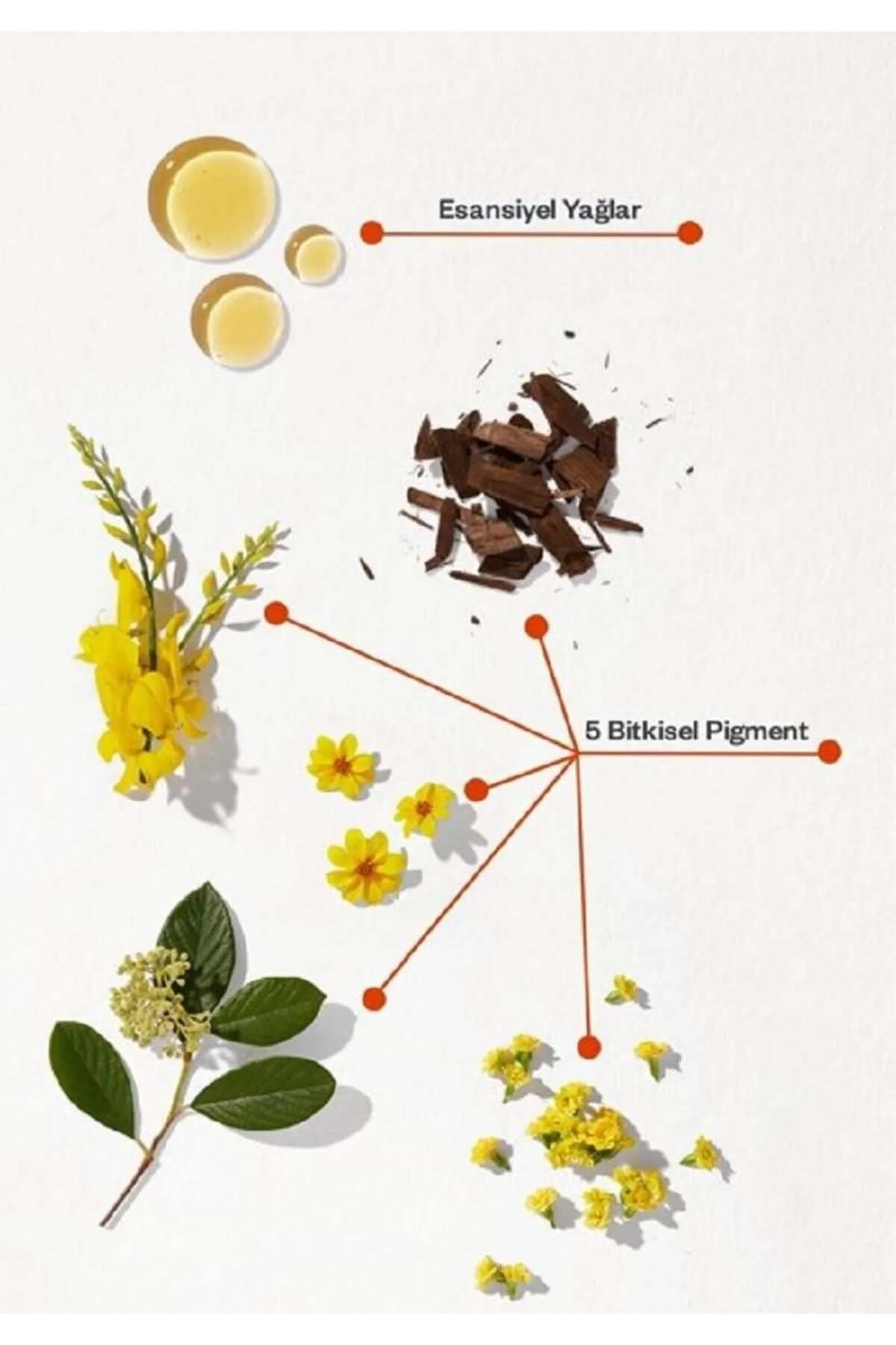 Phyto رنگ موی چشمه 4.77 مسی گردویی تقویت‌کننده