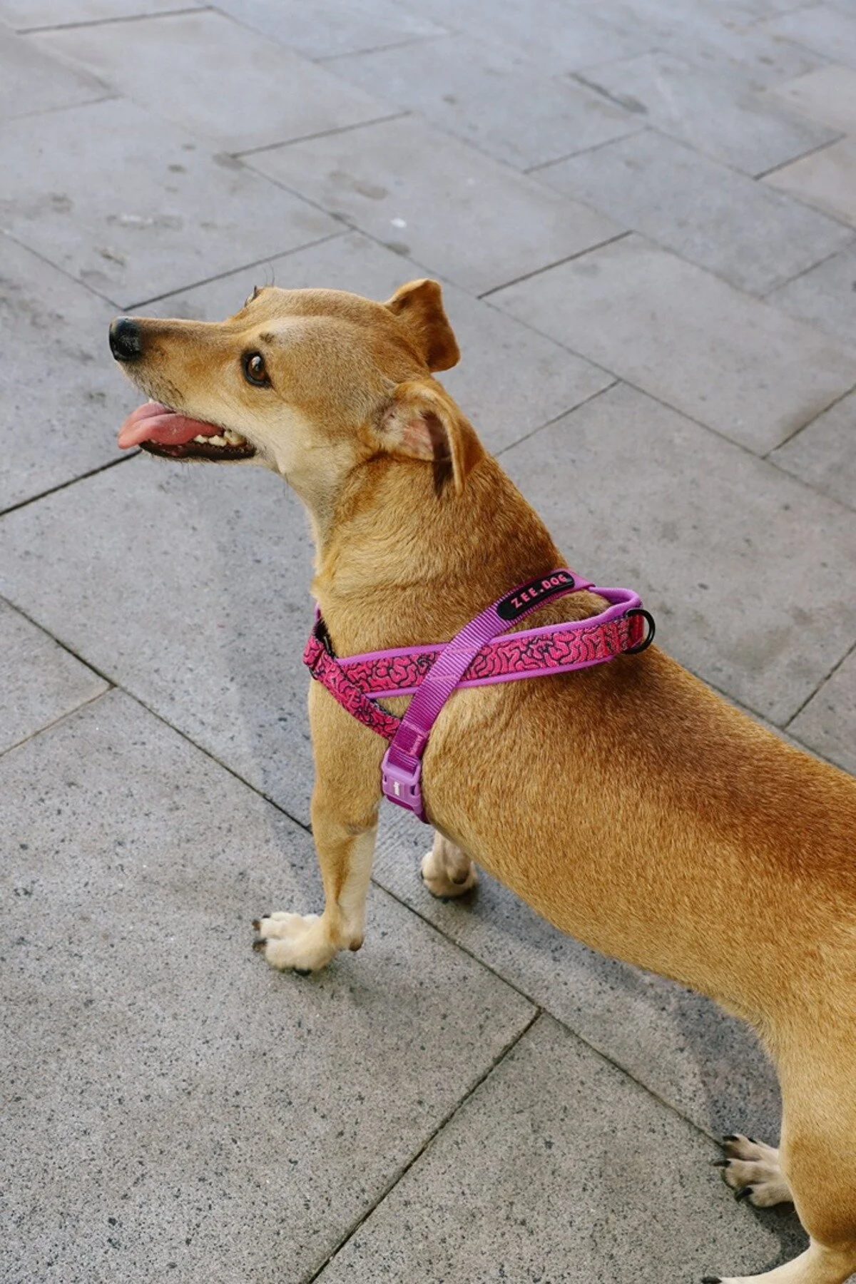 قلاده سگ لردهای ZEE.TOWN BRAIN SOFTER WALK HARNESS ZEE.DOG اورجینال Zee.Dog