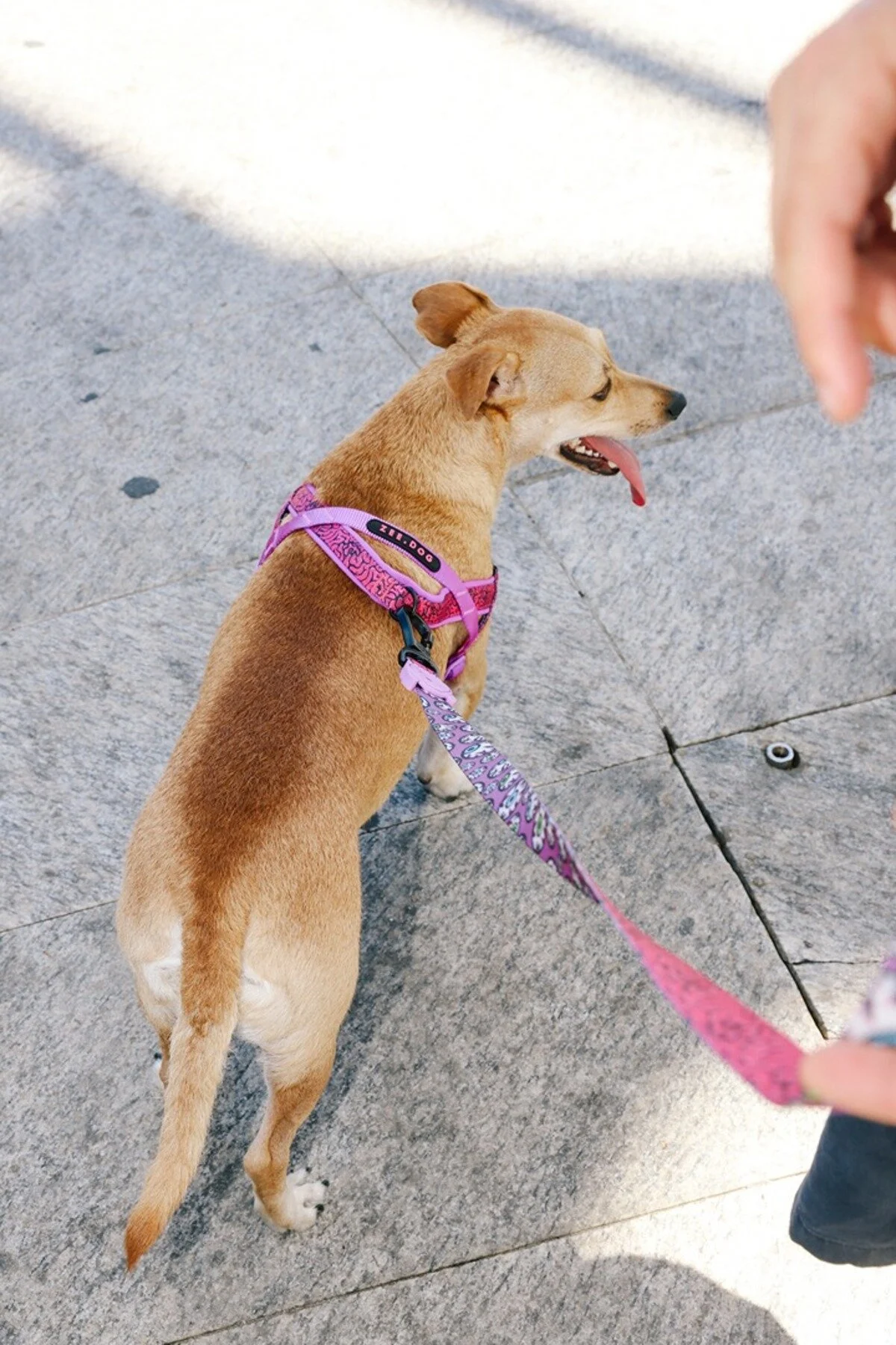 قلاده سگ لردهای ZEE.TOWN BRAIN SOFTER WALK HARNESS ZEE.DOG اورجینال Zee.Dog