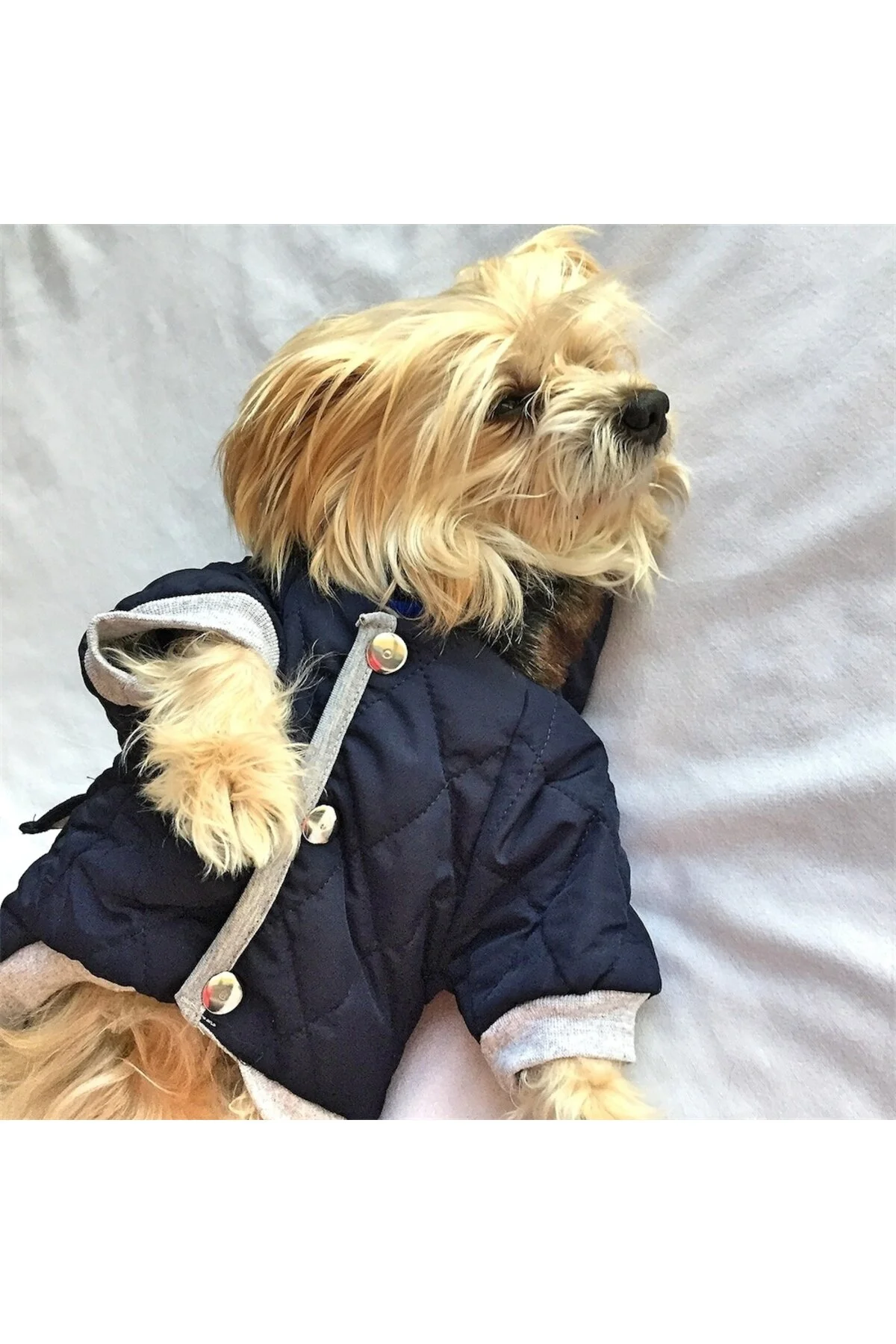 لباس سگ POOF CUTIE آبی تیره توسط KEMIQUE DOG COAT اورجینال Kemique