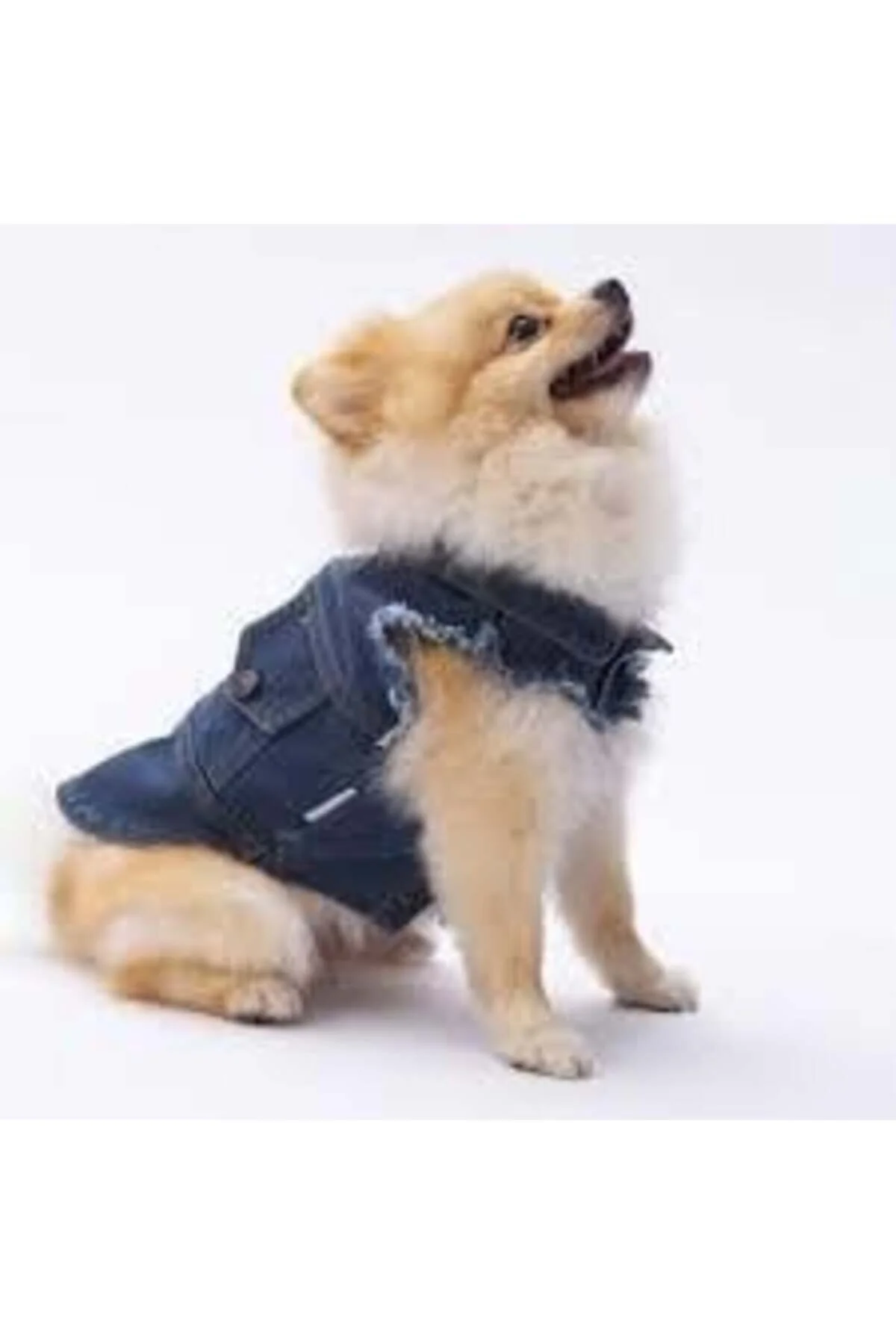 لباس گربه جلیقه اورجینال Pawstar