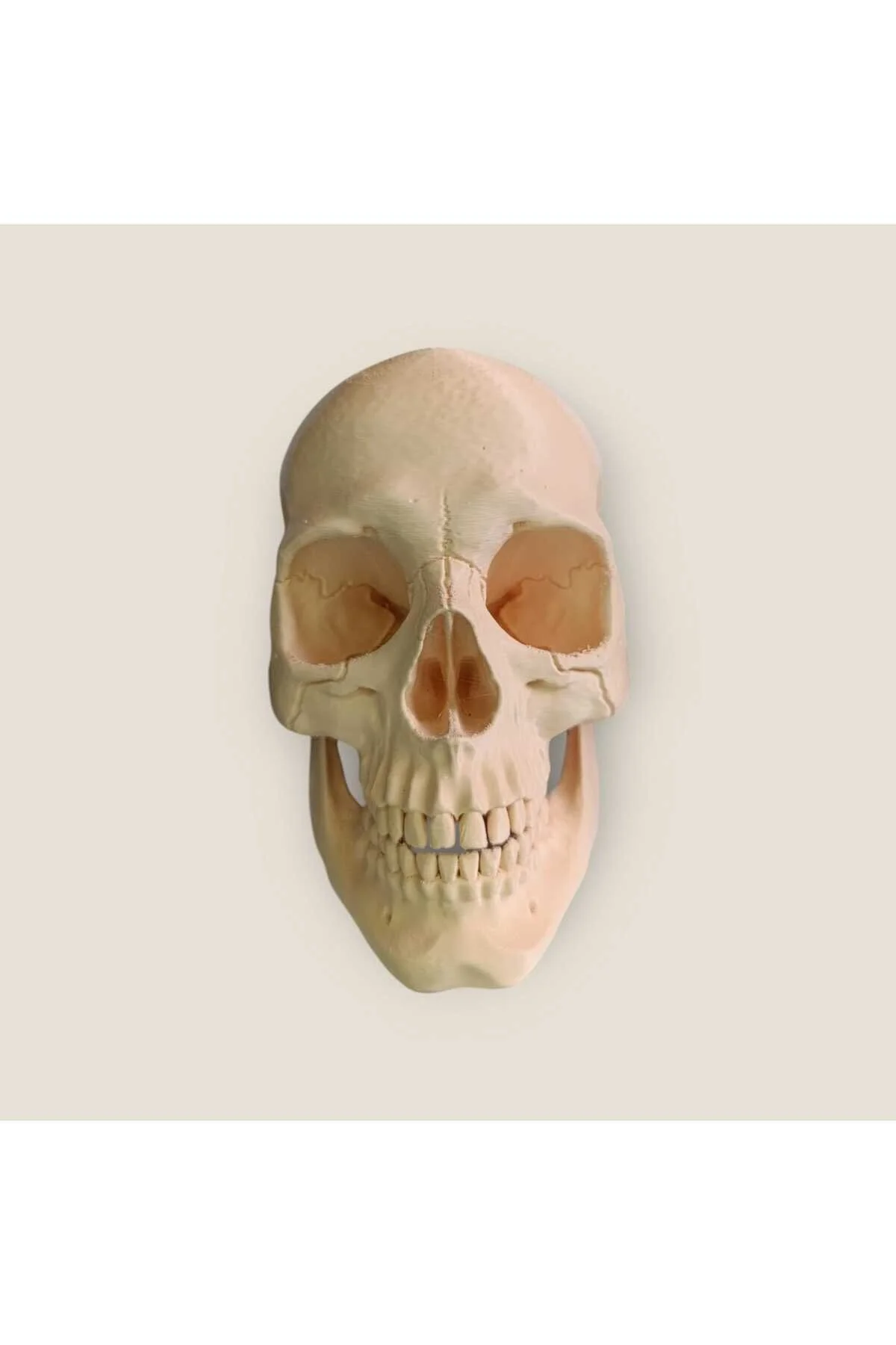 فیگور استودیو جمجمه 15 سانتی متر از ترکیه 3D