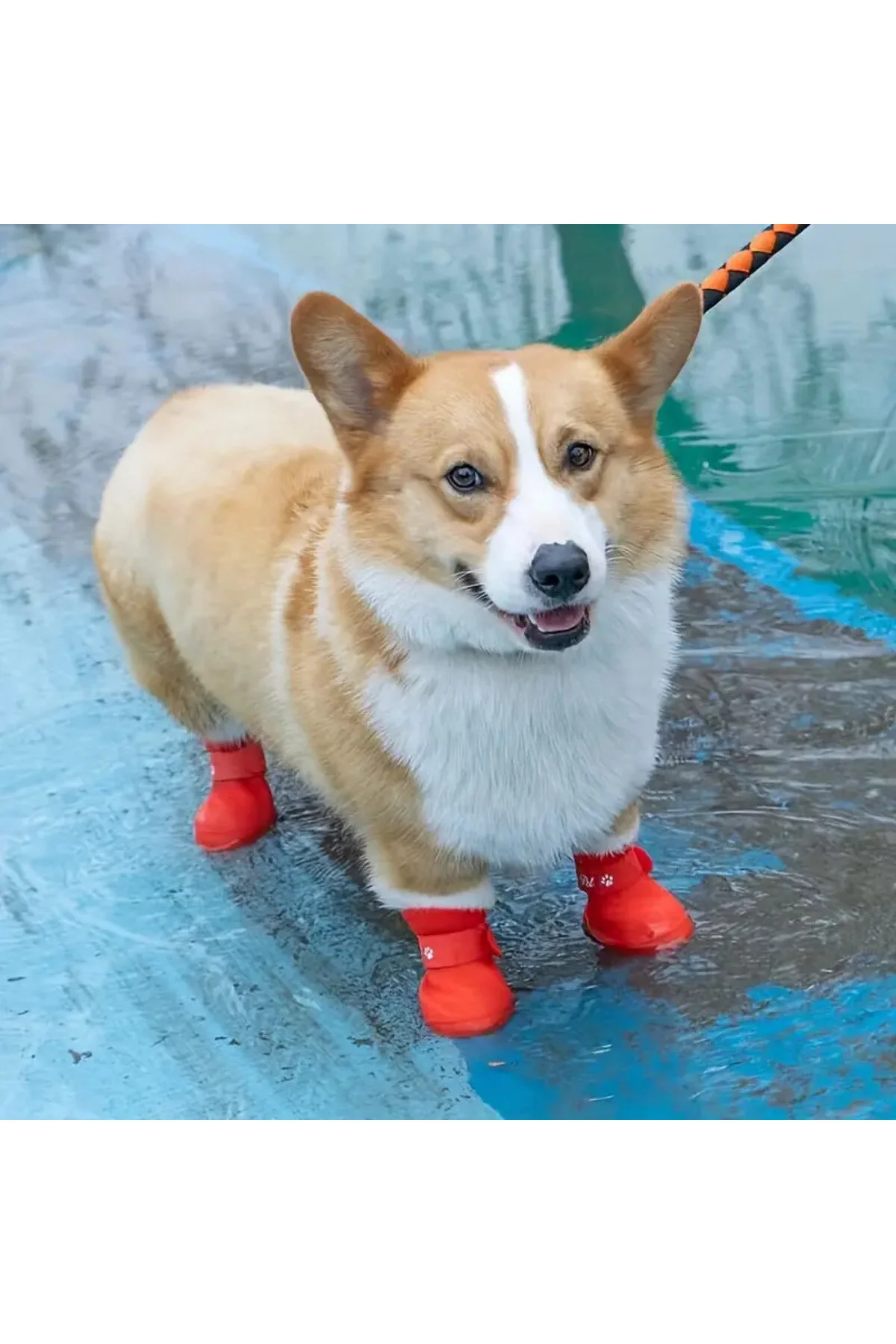 لباس سگ سایز متوسط ​​سیلیکون کفش گربه ضد آب VELCRO PAW اورجینال Askımo