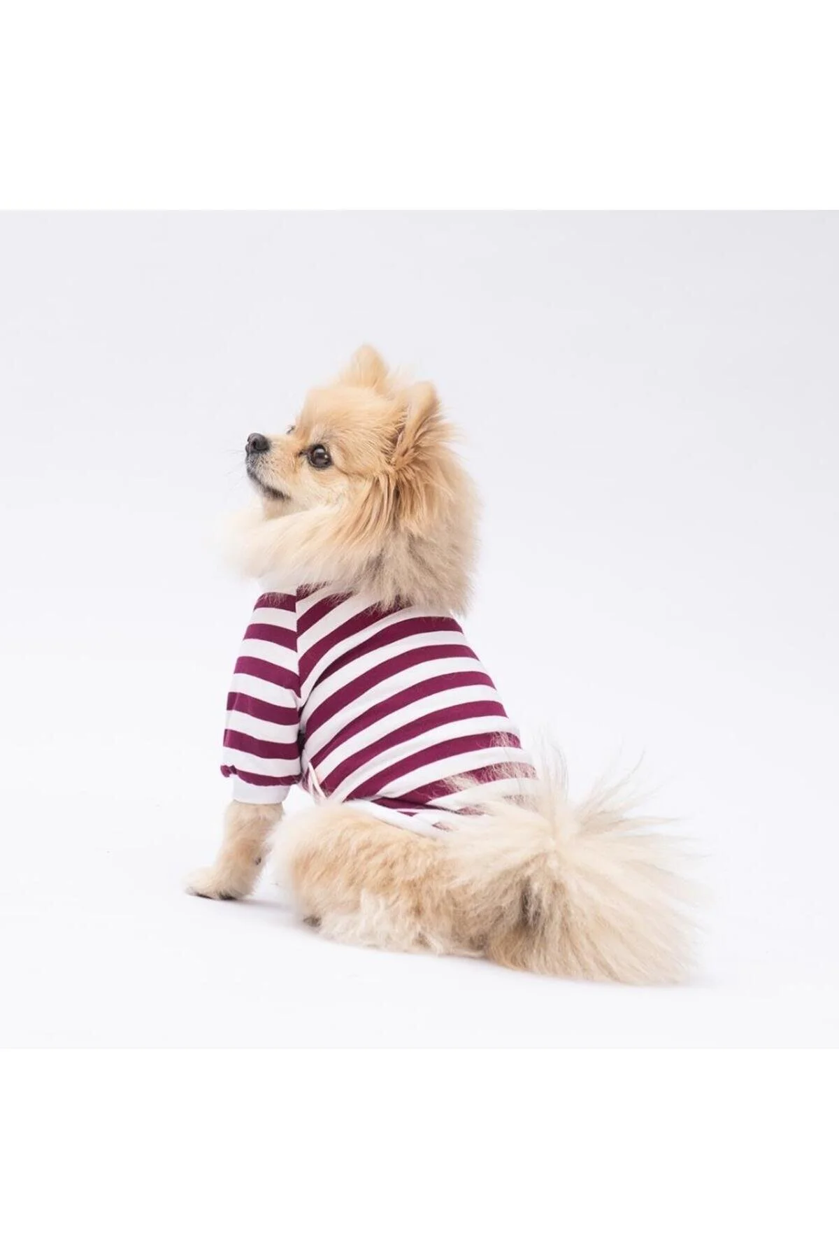 لباس سگ عرق گربه خوک اورجینال Pawstar