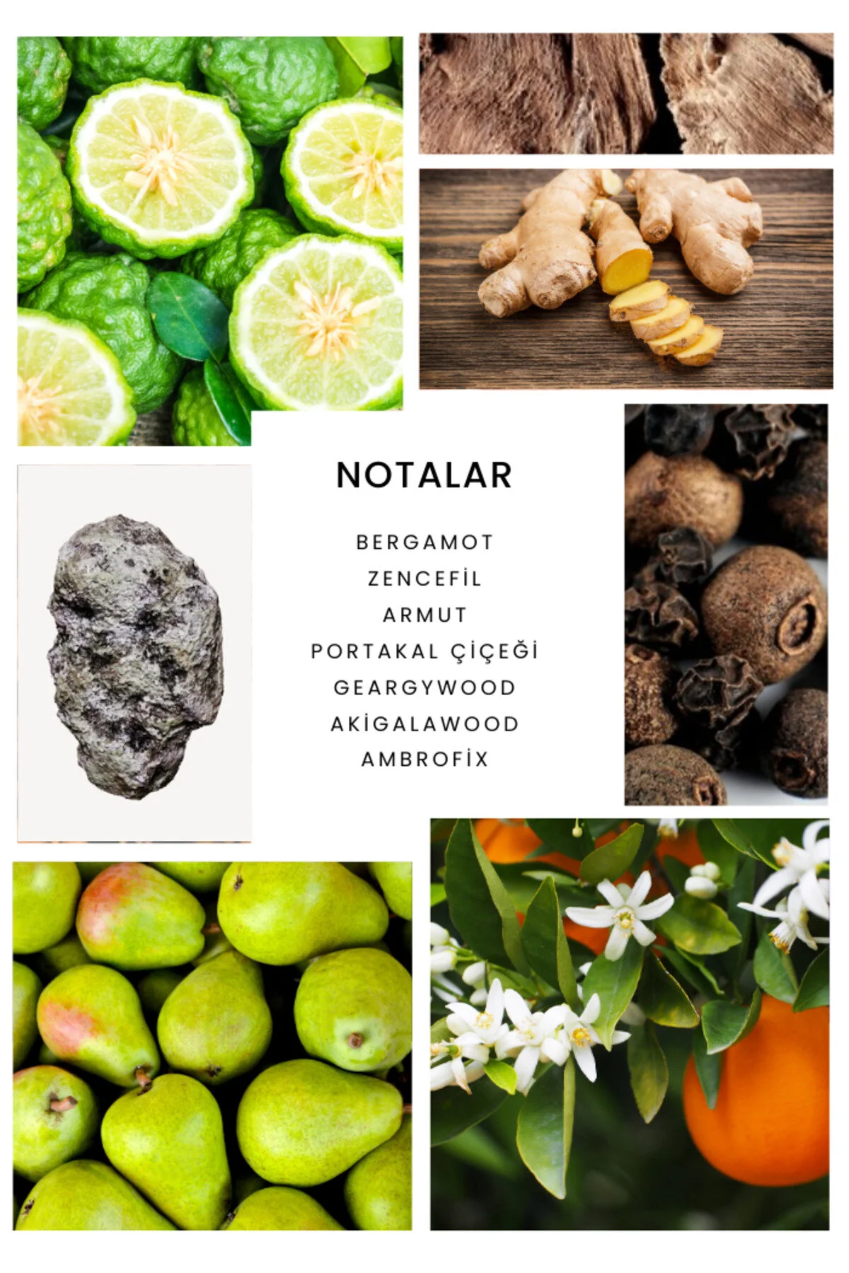 عطر IXORA NOCTURNA 100 ML یونیسکس PARFUM اکسورا Ixora