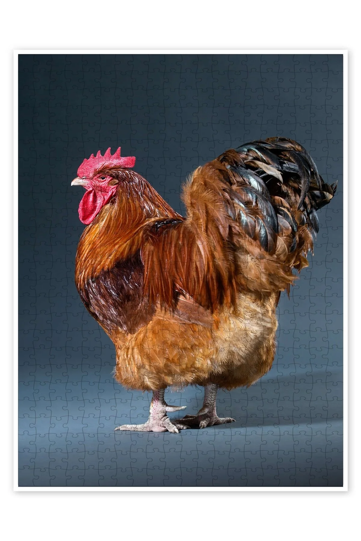 پازل خروس زیبا 500 تکه اره منبت کاری مویی گربه با تم سگ حیوانات طبیعت و جنگل از ترکیه Jeronkarji