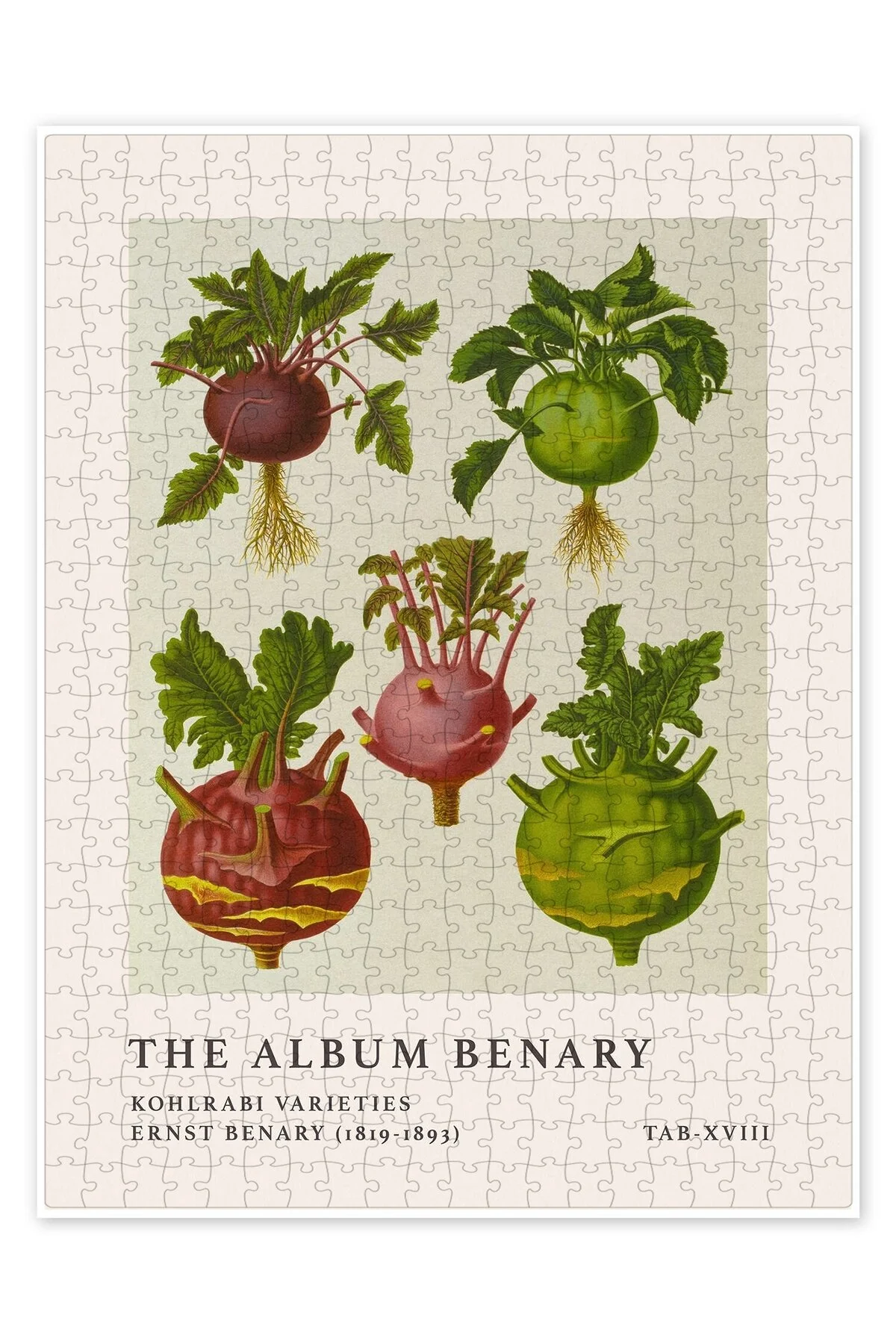 پازل آلبوم BENARY KOHLRABI VARIETIES 500 PIECE PUZZLE JIGSAW KITCHEN با تم بزرگسالان از ترکیه Jeronkarji