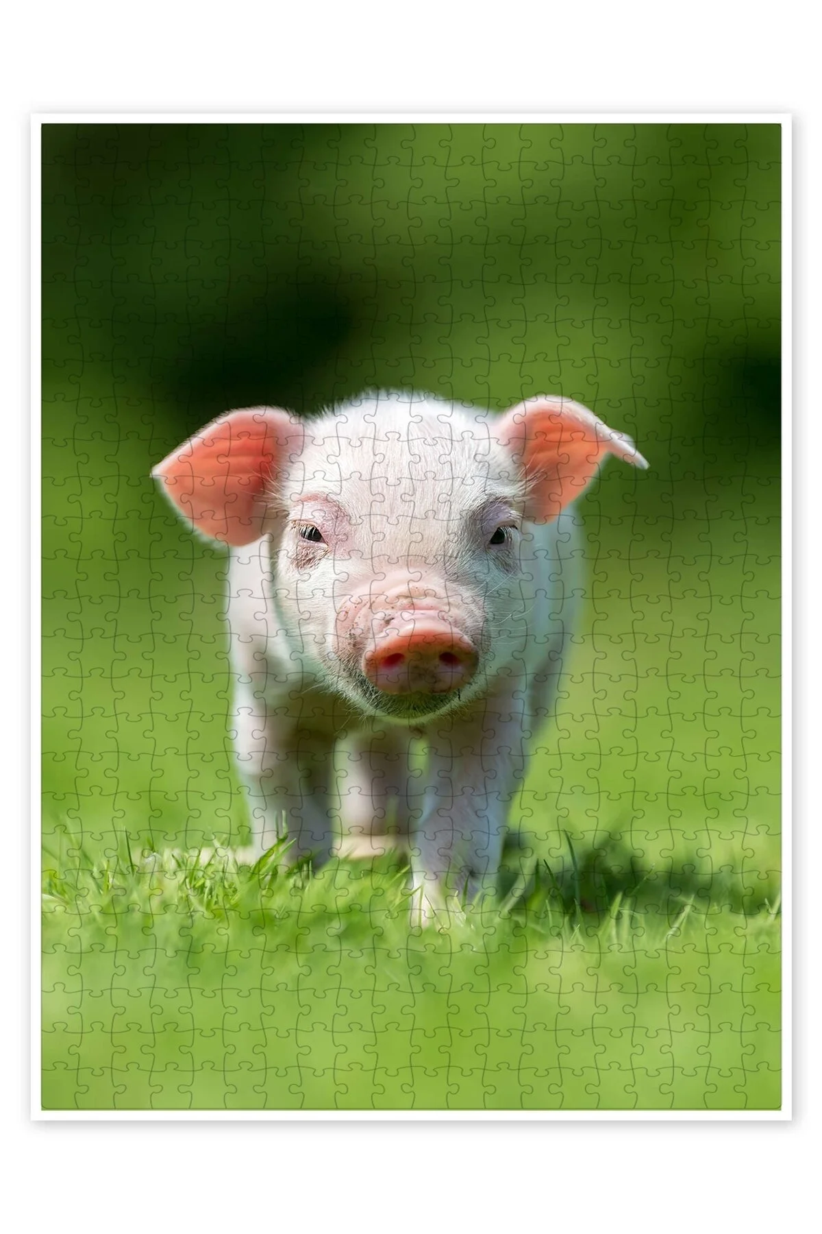 پازل LITTLE PIGGY 500 PIECE گربه سگ با موضوع طبیعت و حیوانات جنگل از ترکیه Jeronkarji