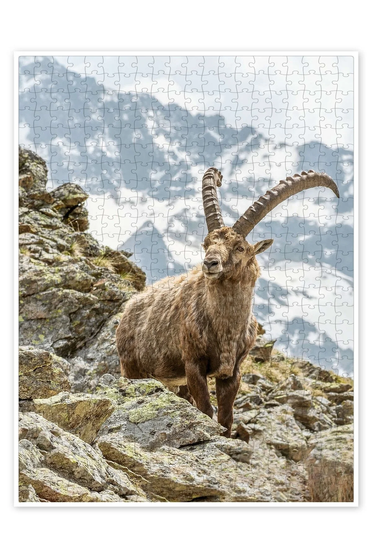پازل 500 تکه ALPINE IBEX II گربه سگ با موضوع طبیعت و حیوانات جنگل از ترکیه Jeronkarji