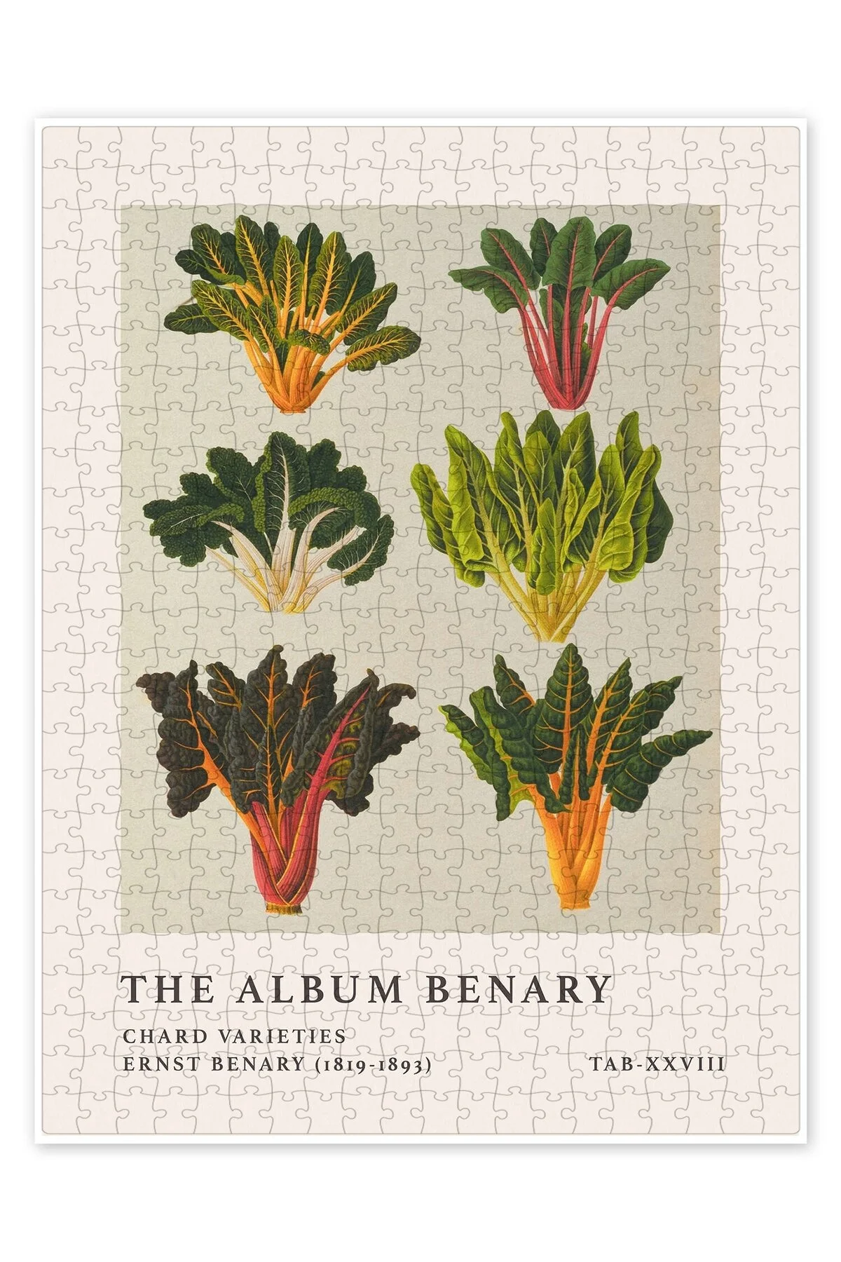 پازل آلبوم BENARY CHARD VARIETIES 500 PIECE PUZZLE KITCHEN با تم بزرگسالان از ترکیه Jeronkarji