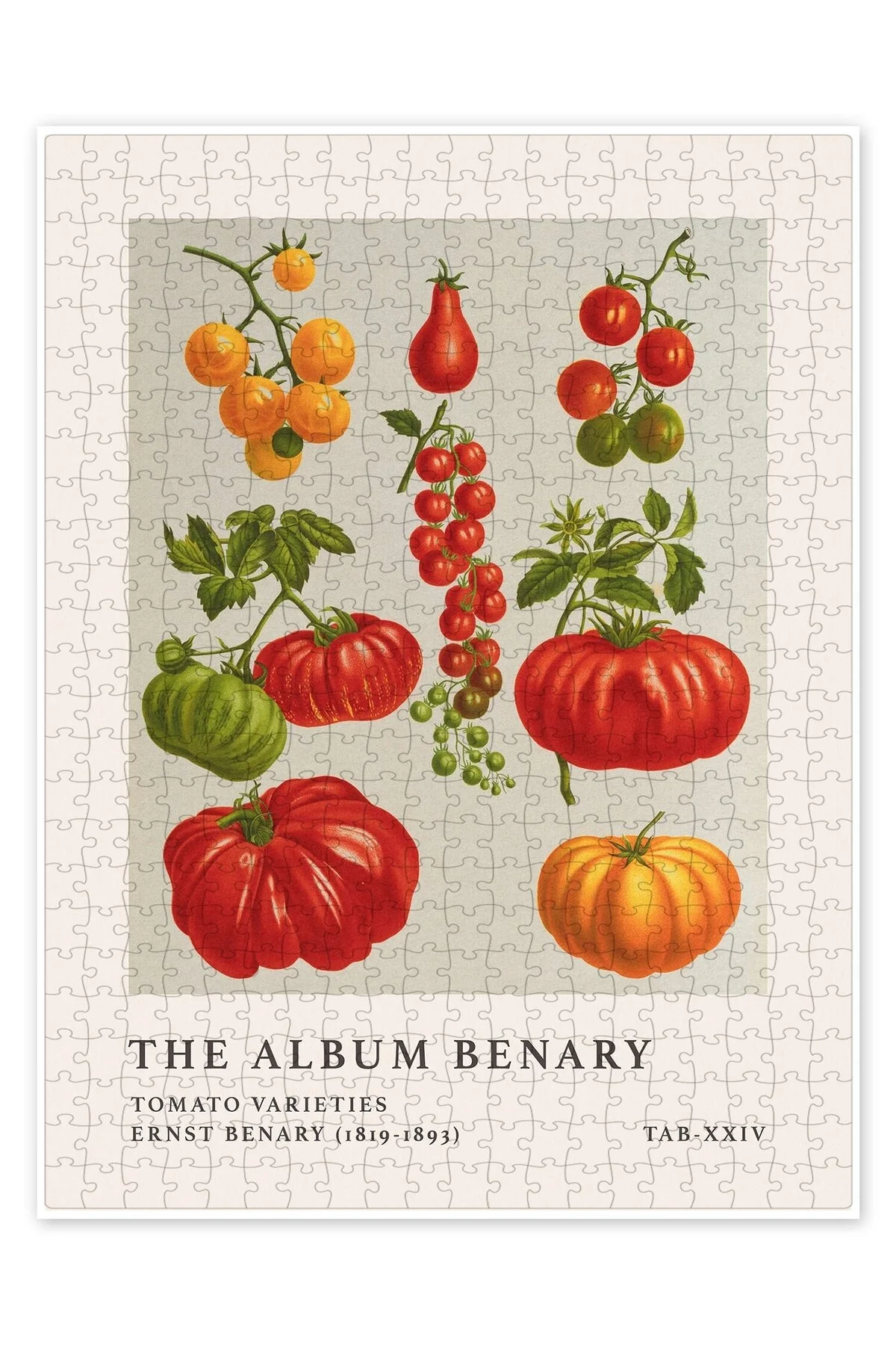پازل آلبوم BENARY TOMATO VARIETIES 500 PIECE PUZZLE KITCHEN MEMED FOR ADULTS از ترکیه Jeronkarji