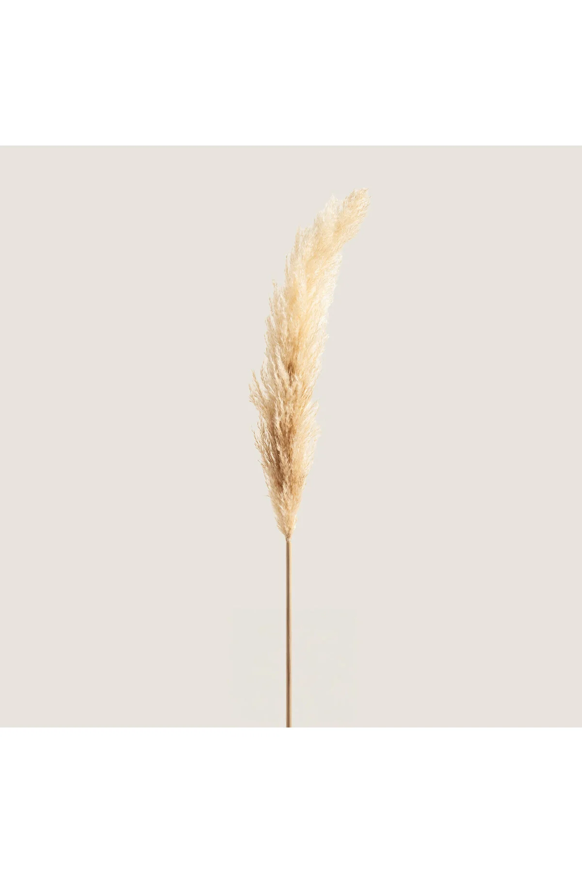 اشیاء دکوراتیو و مجسمه PAMPAS SINGLE BRANCH طبیعی است Chakra