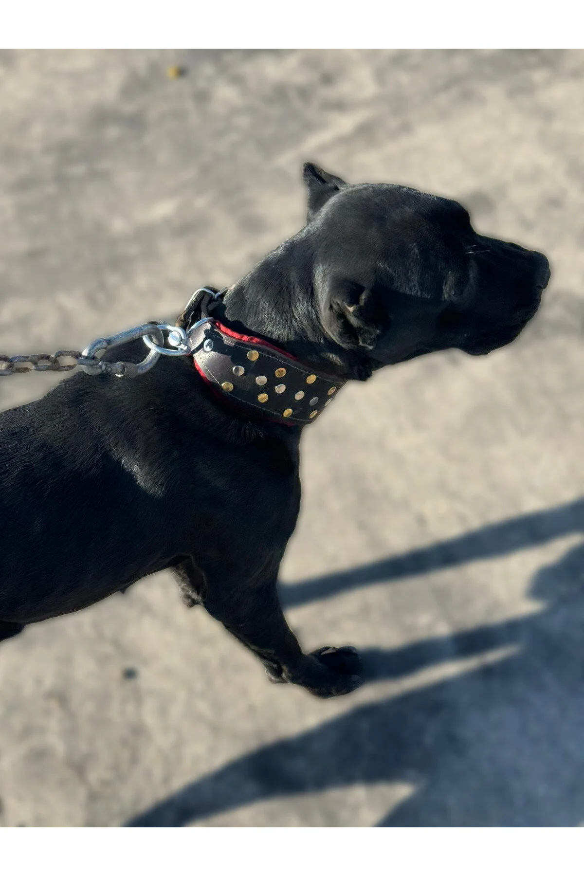 قلاده سگ یقه CANE CORSO چرم اصل 60 سانتی متر مشکی اورجینال Sürmeli Tasma