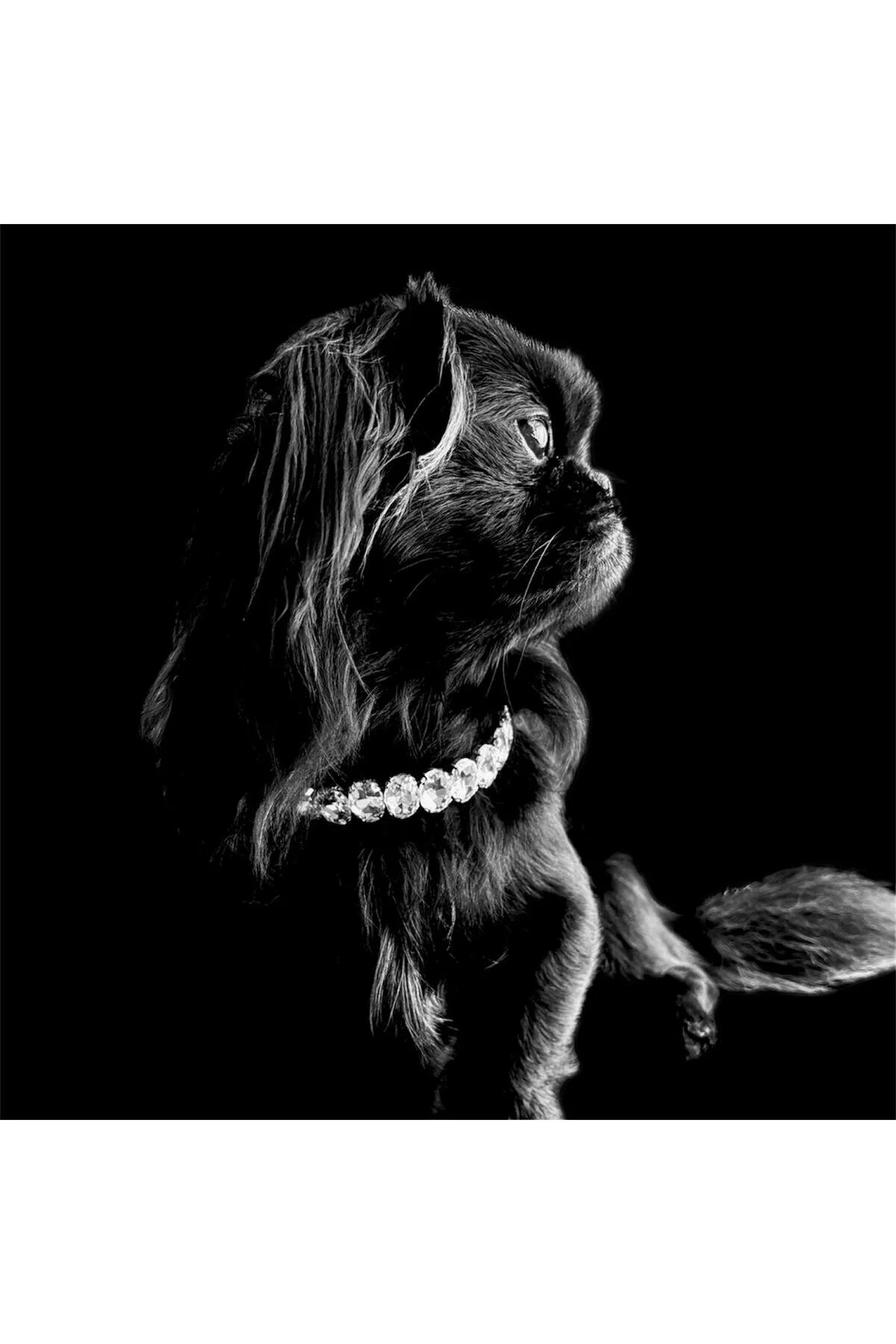 قلاده سگ گردنبند سنگ کریستال اورجینال Bobo Pet