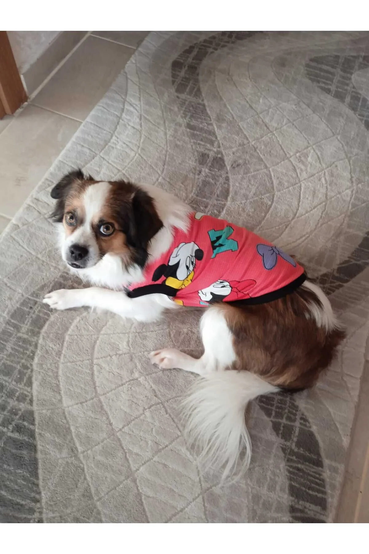 لباس سگ تی شرت تابستانی و گربه میکی موس اورجینال Winnie The Pet
