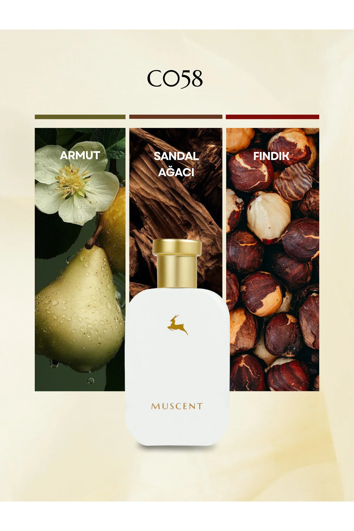 عطر 50 میل ادوپرفیوم اورجینال MUSCENT