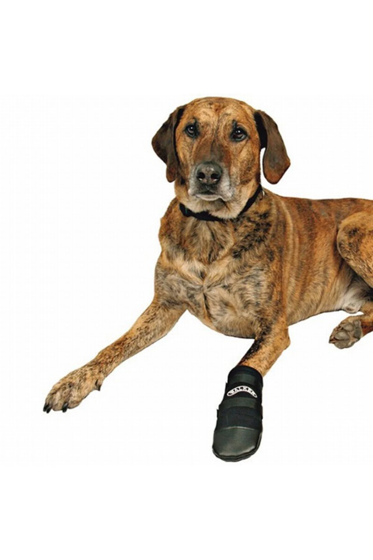 لباس سگ BOASTERS DOG NEOPRENE 2 قطعه XL سیاه Trixie