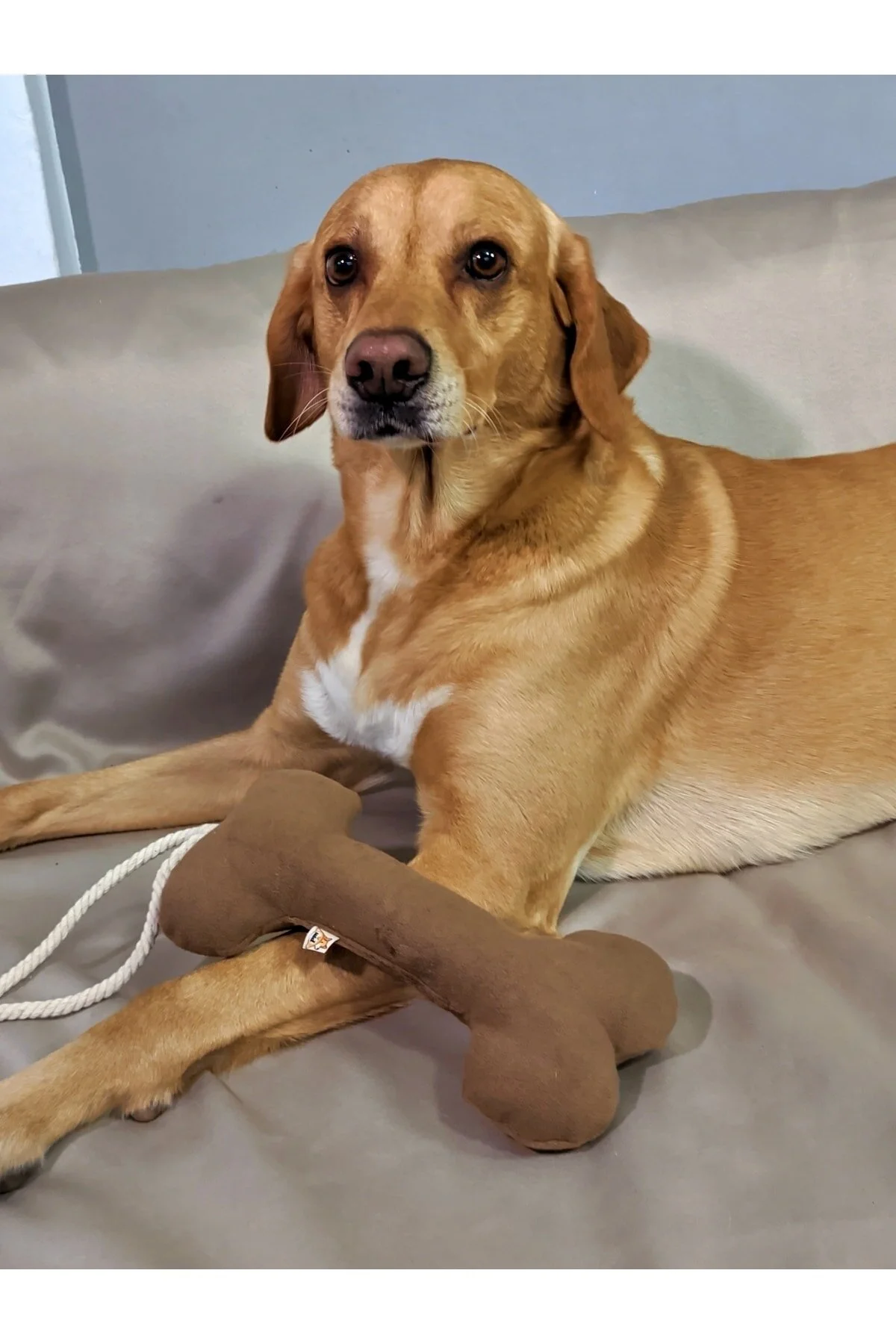 اسباب بازی سگ چند رنگ Bestie Tug Bone Dog Toy Brown UTDKO014020 UTDpet