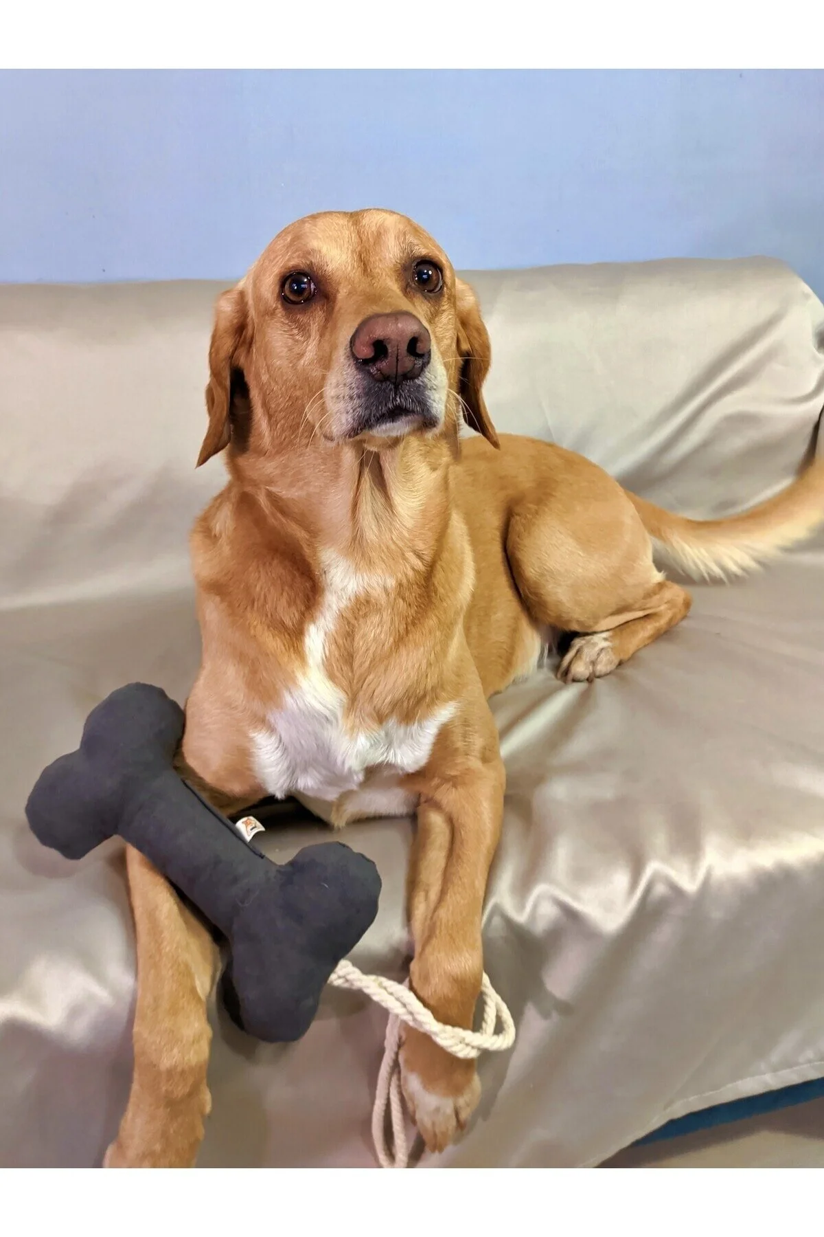 اسباب بازی سگ خاکستری Bestie Tug Bone Dog Toy Grey UTDKO014020 UTDpet