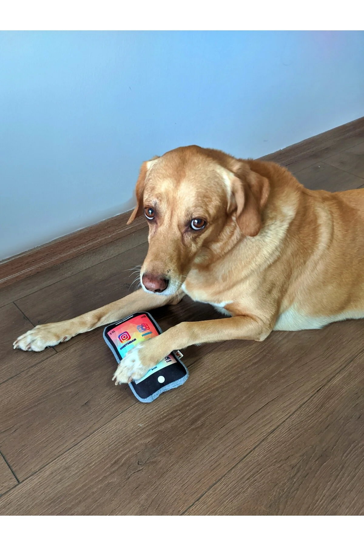 اسباب بازی سگ چند رنگ Pawphone Sound تلفن همراه + Chicky Bone Dog Toy UTD2LKOPAWCHC UTDpet